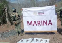 Marina asegura y destruye 11 artefactos explosivos improvisados en Elota