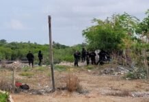 ¡Era un cerdo! Peritajes iniciales descartan presuntos restos humanos en marismas de Mazatlán, Sinaloa