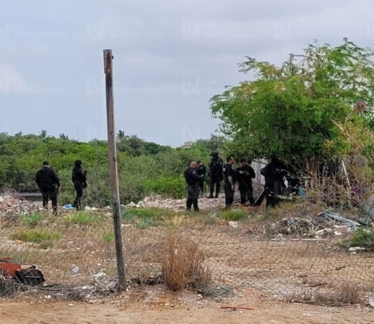 ¡Era un cerdo! Peritajes iniciales descartan presuntos restos humanos en marismas de Mazatlán, Sinaloa